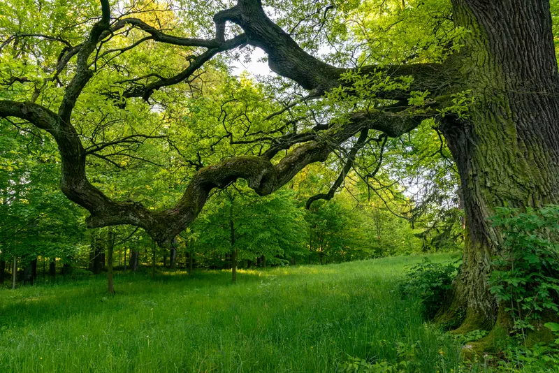 Cabling & Bracing for Prosper's Heritage Oaks