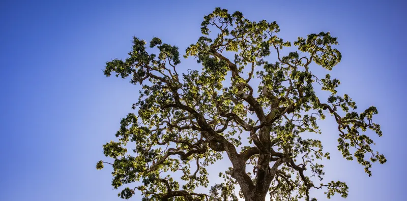 Permit Coordination Under The Colony's Tree Preservation Rules