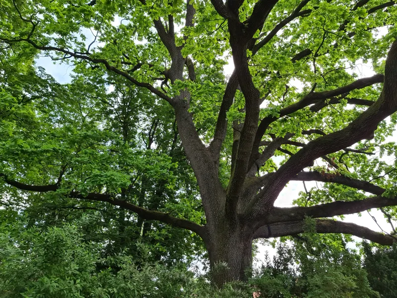 Dense Hardwood Removals (Oak & Pecan)