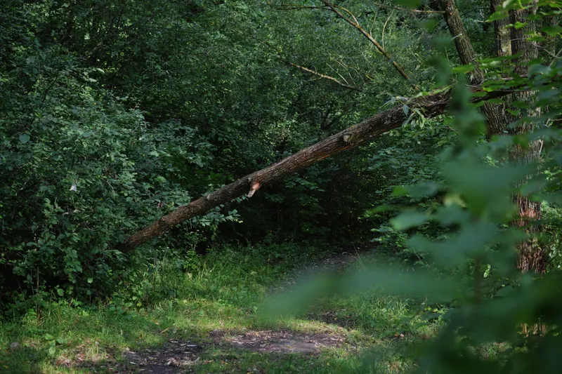 Young Tree Structural Training