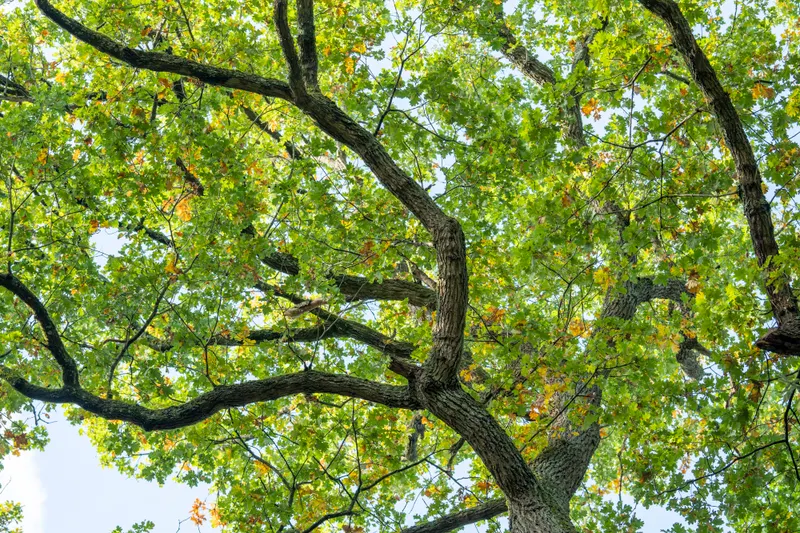 Signals That Point Toward Saving the Tree