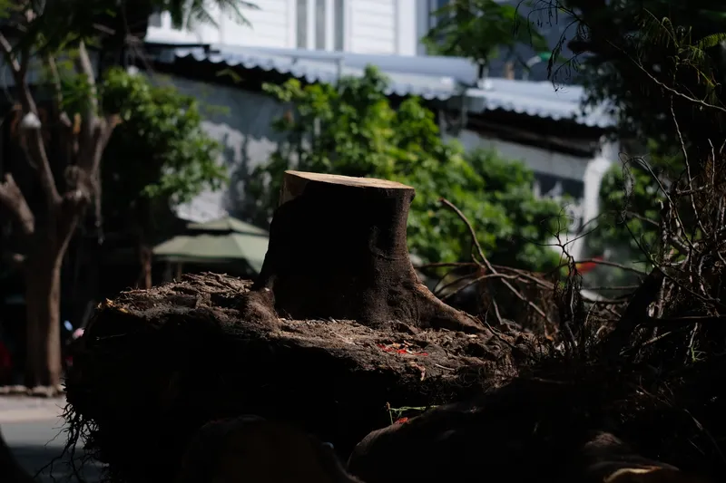 Full Stump Removal (Not Just Grinding)