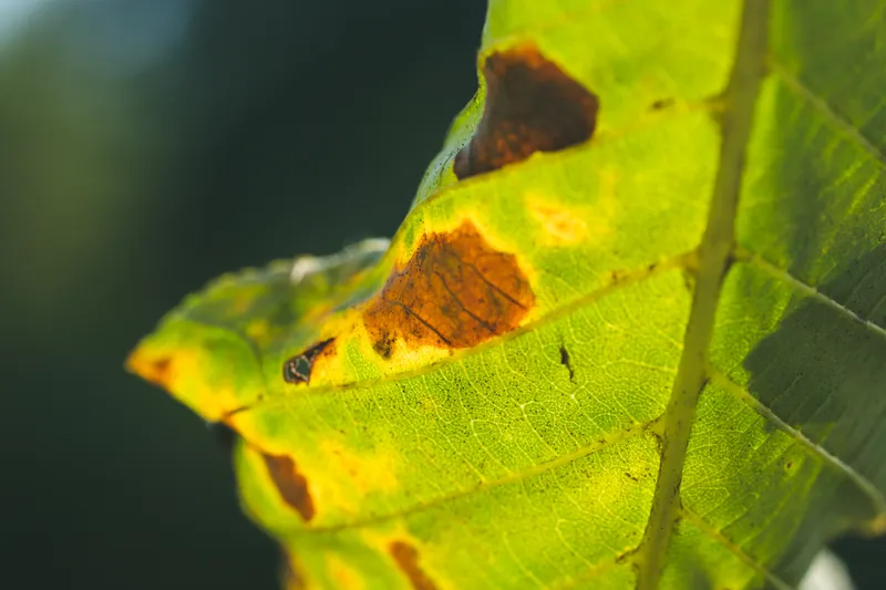 Oak Wilt Killing Live Oaks & Red Oaks