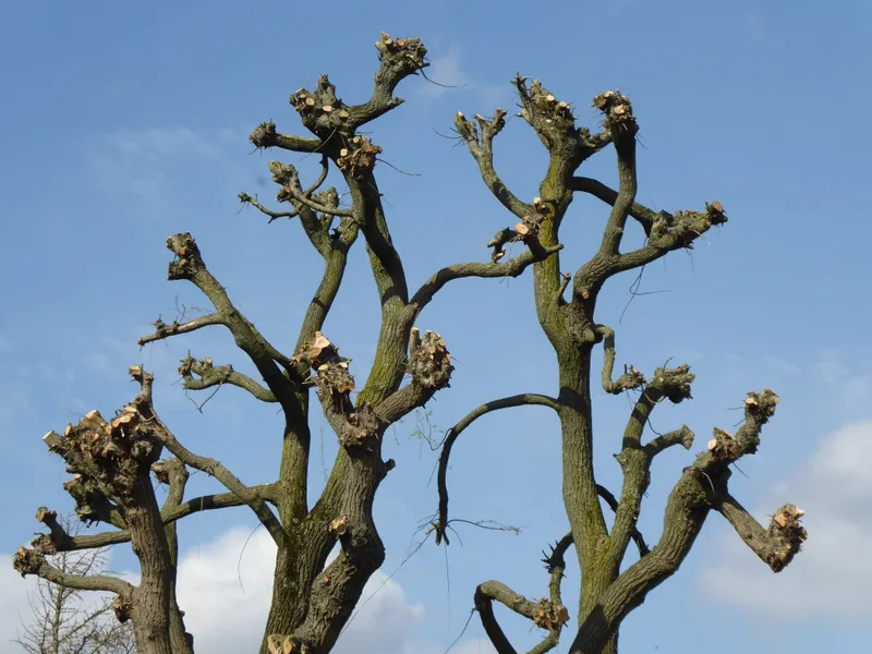 Crown Thinning & Raising