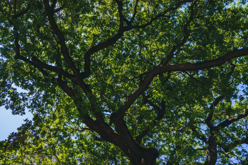 The 25% Limit Reflects a Tree's Recovery Capacity