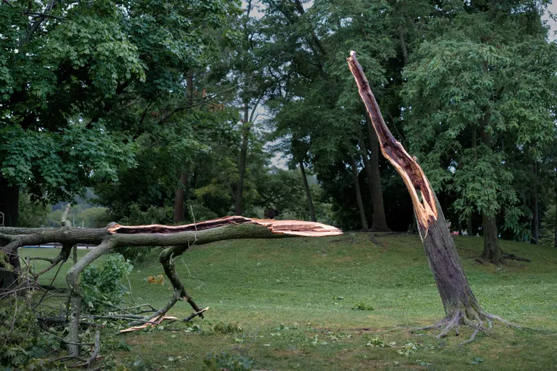 Storm Damage & Maturing Subdivision Canopy
