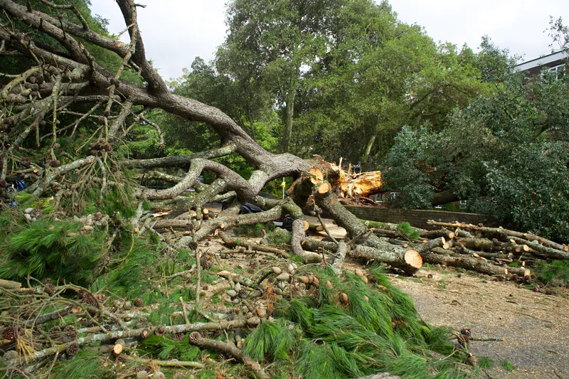 Shrub & Bush Pruning, Timed to the Bloom Cycle
