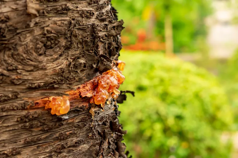 Hypoxylon Canker & Drought Stress: Separating the Two