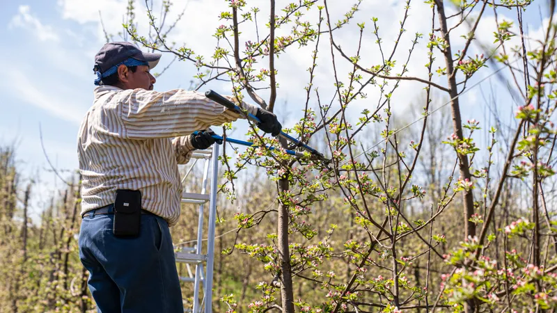 Crape Myrtle Pruning Without Topping